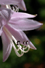 Fleurs d'Hostas (Num)