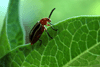 - Coccinelle - 