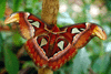 - Papillon de nuit - 