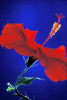 �ph�m�re