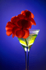 Cocktail (num.)