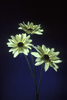 Verre Polaris� 02(num.)