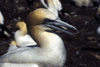 - Les Fous de Bassan de L'ile Bonaventure *Gasp�sie* - 