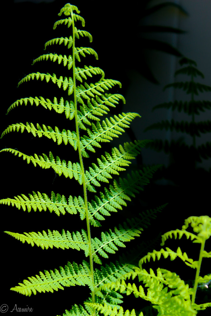 fern