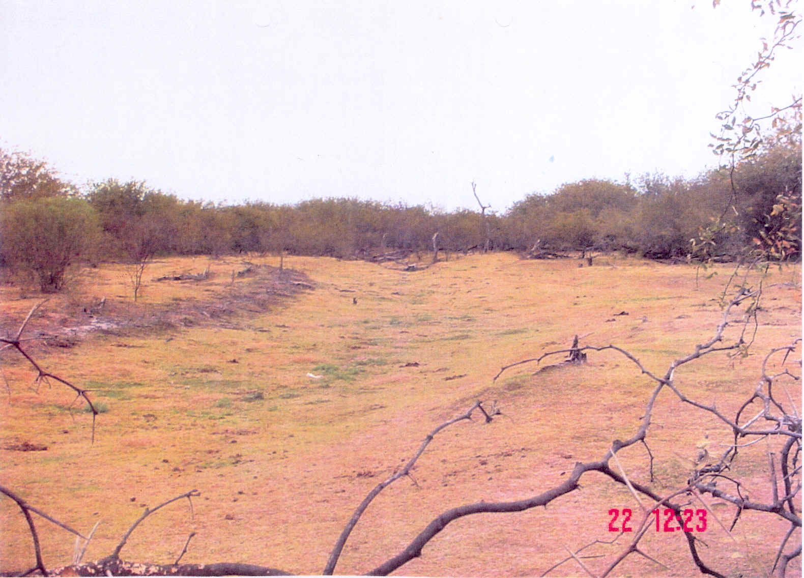 campo
