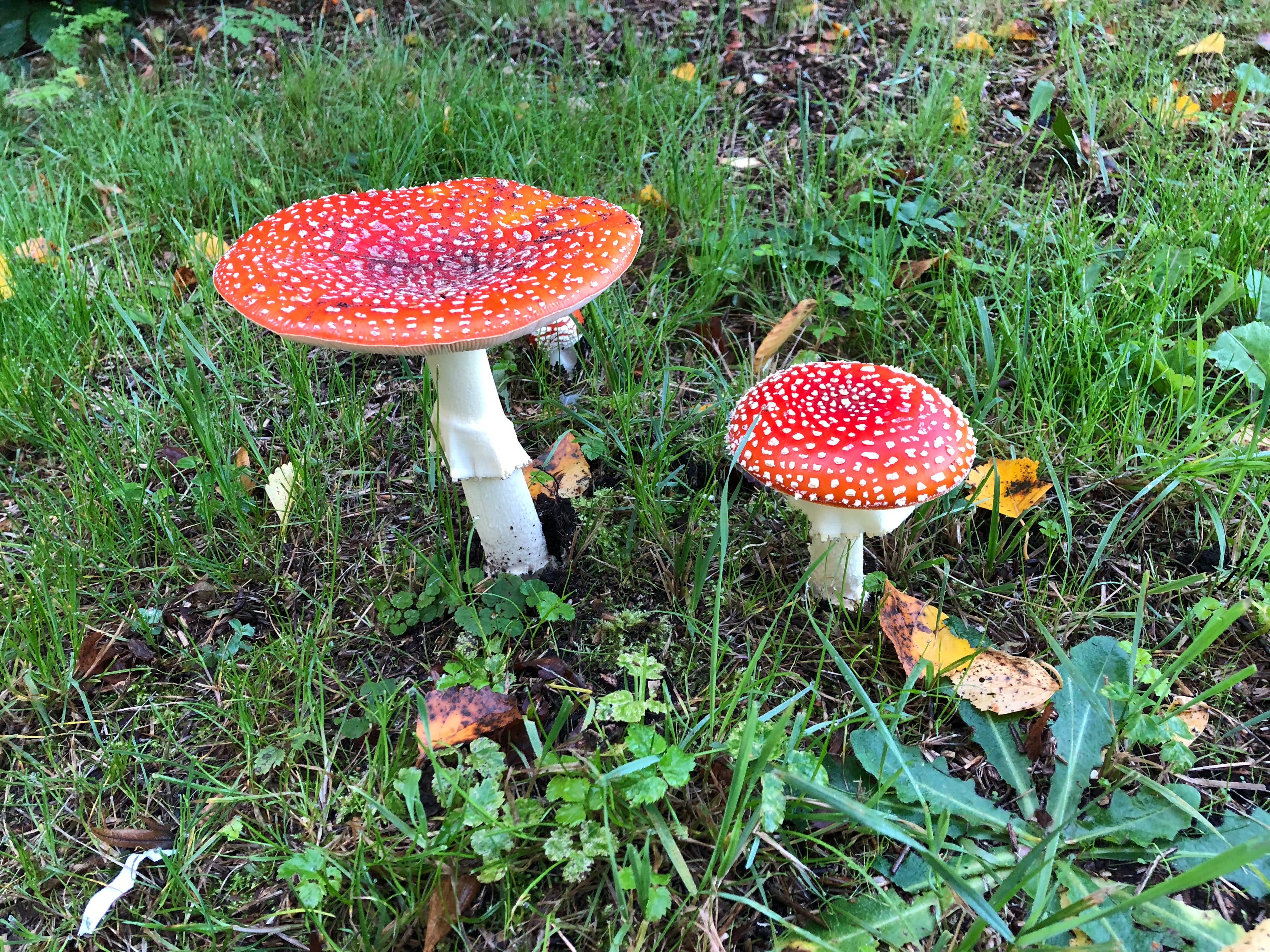 Des champignons