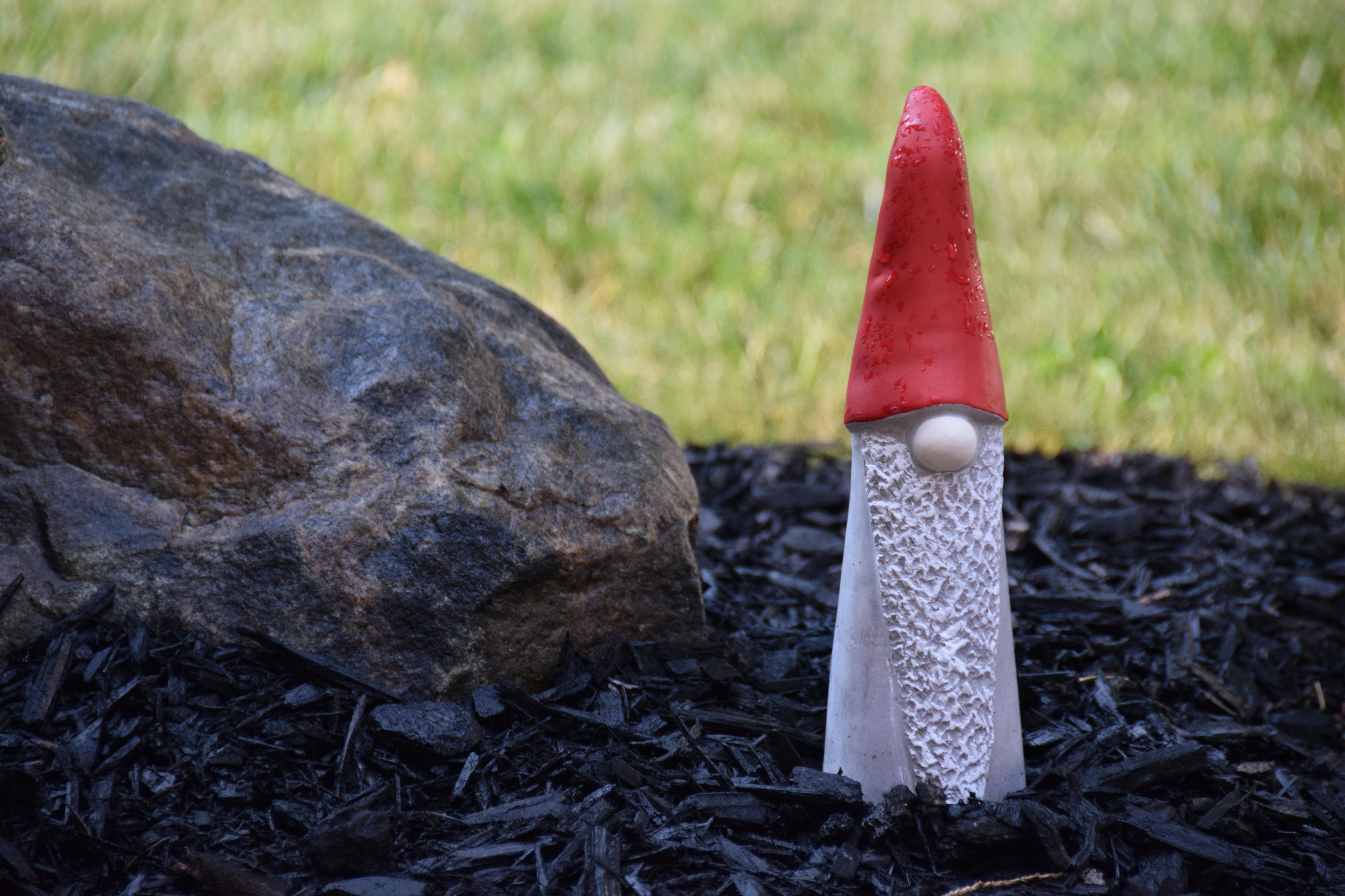 Champignon allongé