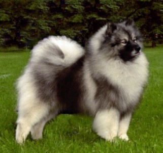 The sales keeshond club