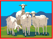 sheep