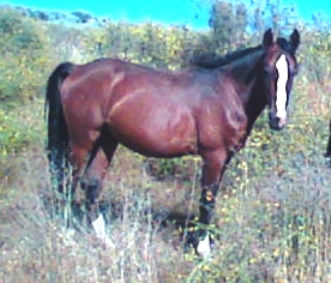 ASTRO-3 ANOS