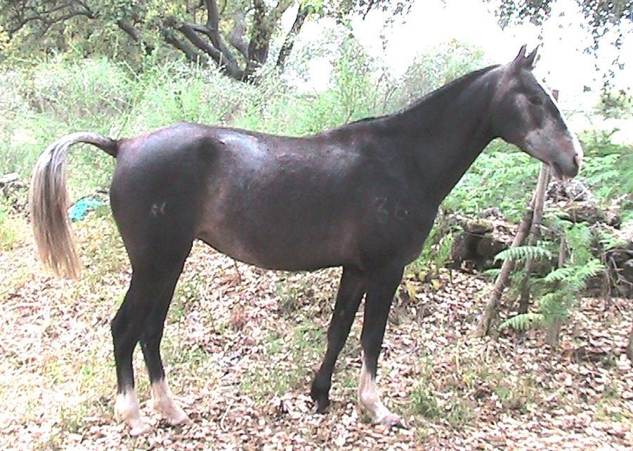 BIS (�TIL X NIKITA DA LOUSA)