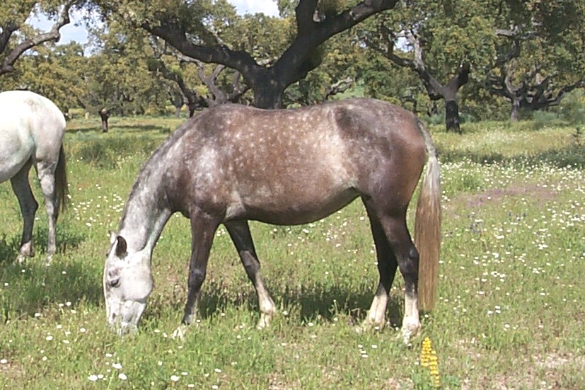 NIKITA DA LOUSA