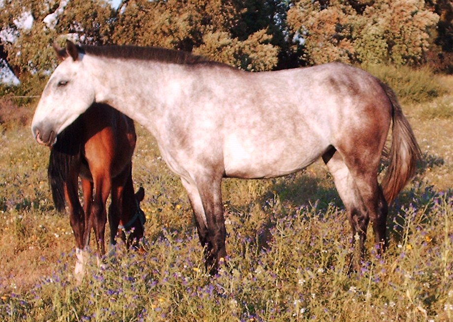 URTIGA (QU'HINOTE X BA-�NA)