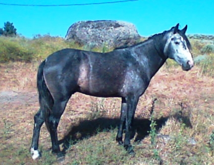 Z�S-4 ANOS MONTADO