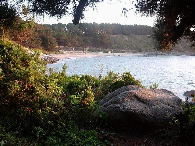 CUIDEMOS ALGARROBO!