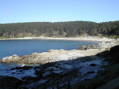 CUIDEMOS ALGARROBO!
