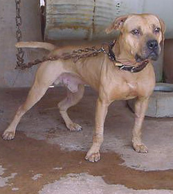 Aroeira's Fa&iacute;sca