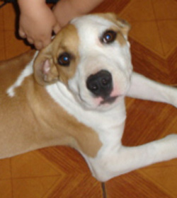 Aroeira's Fofucho
