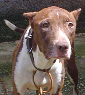 Aroeira’s Grace