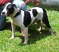 Bellon's Ch Koatly