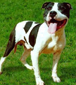 Bellon's Ch Koatly