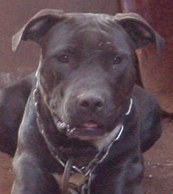 Aroeiras Saru� Jr