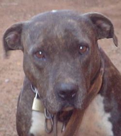 Aroeira's Taigra