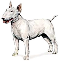 AKC