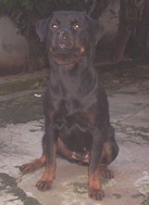 Lya