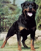 Rottweiler