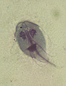 Parasitosis, Giardiasis
