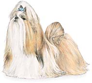 Clique para saber mais sobre a ra�a Shih-Tzu