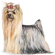 Clique aqui para saber mais sobre a ra�a Yorkshire Terrier