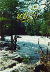 gruene rapid at high water