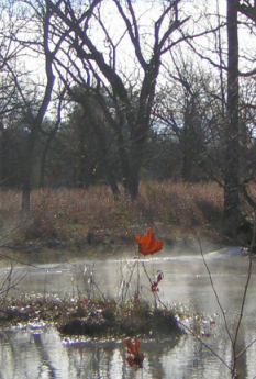 picture of little blanco mist