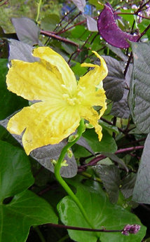 riverside vines and flowers
