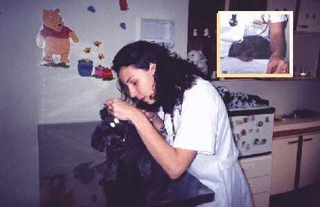Dra. Jackline examinado o ouvido da cadelinha Wendy...
