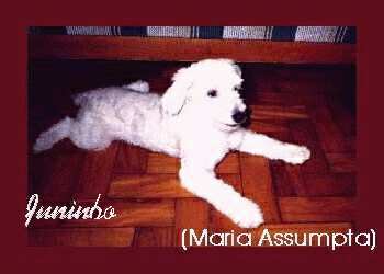 Tia Maria Assumpta acha eu quietinho, sou uma gracinha....