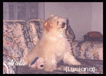 Nala, imponente para a sua Luciana