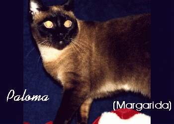 Quem resiste a uma gatinha tao bonitinha ?