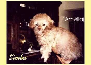 Pequenininha mas a Simba dos Animais