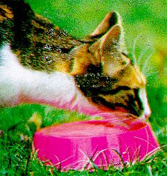 /user/comendo.jpg
