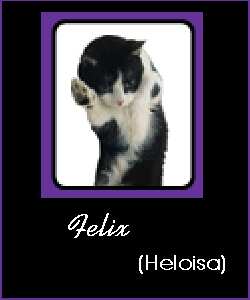 Felix, o gatao de Heloisa.....