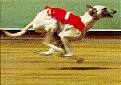 galgos.jpg (40649 bytes)