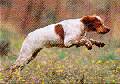 retrievers.jpg (41873 bytes)