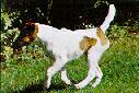 terriers.jpg (47419 bytes)