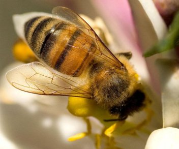 Bees away from their hive are not inclined to sting.