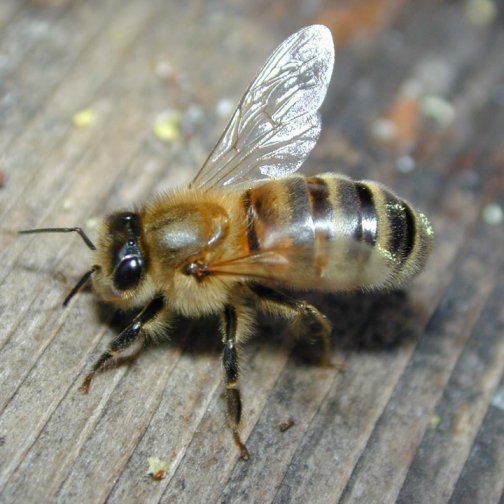 Honey Bee