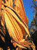 rgbcorn-t.gif (3021 bytes)