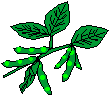 soygreen.gif (1870 bytes)